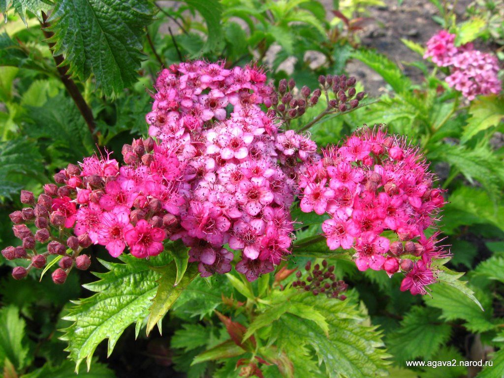 Spiraea japonica 'Crispa' - Fodros levelű gyöngyvessző