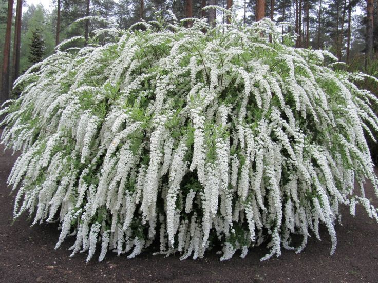 Gyöngyvessző, Hamvas gyöngyvessző - Spiraea x cinerea 'Grefsheim'