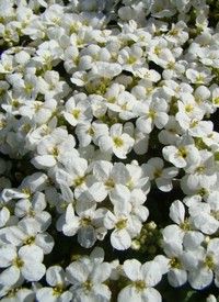 Arabis caucasica - Kaukázusi ikravirág 