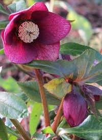 Helleborus orientalis - Keleti hunyor
