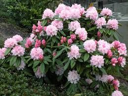 Rhododendron 4 l. kont, 40/50 cm.