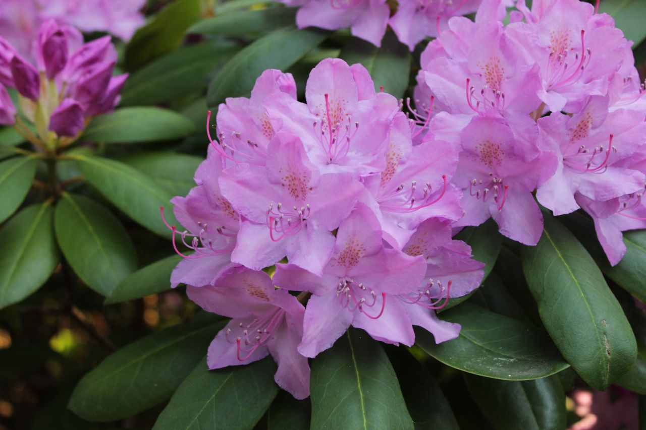 Rhododendron 4 l. kont, 40/50 cm.