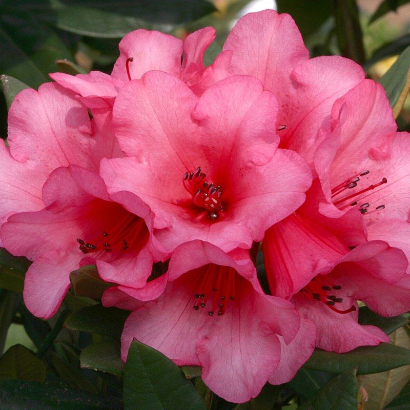 Rhododendron hybrid 25/30 cm