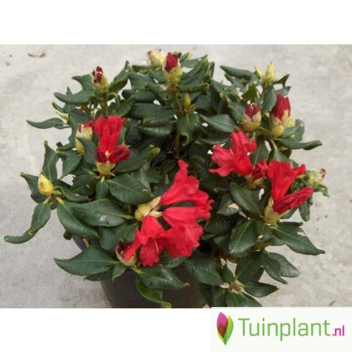 Rhododendron hybrid 25/30 cm