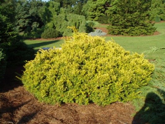 Taxus baccata 'Repandens Aurea' - Terülő, sárga lombú tiszafa, 125/150 cm