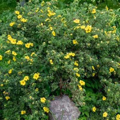Potentilla fruticosa 'Goldstar' - Cserjés pimpó