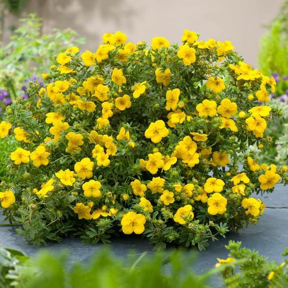 Potentilla fruticosa 'Goldstar' - Cserjés pimpó