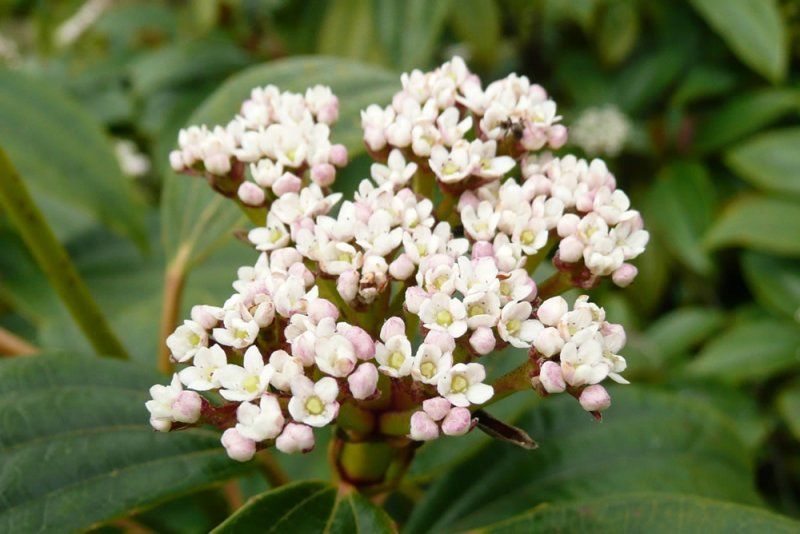 Viburnum burkwoodii - tavaszi bangita, Tm 100 cm