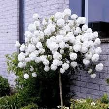 Viburnum burkwoodii - tavaszi bangita, Tm 100 cm