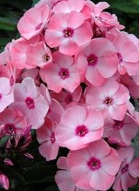 Phlox paniculata 'Sweet Summer Queen' - bugás lángvirág