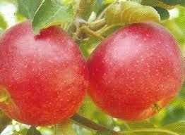 Éva alma, szabadgyökeres oltvány