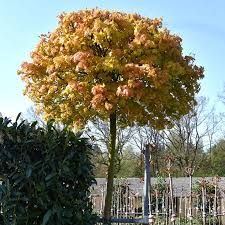 Acer platanoides 'Golden Globe' - gömb korai juhar