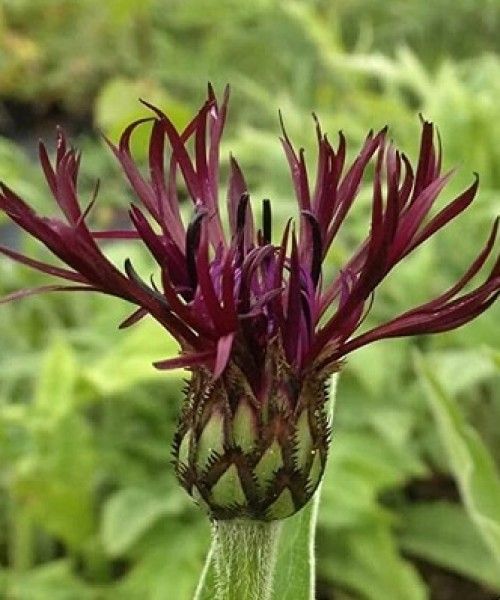 Centaurea montana 'Jordy'- Hegyi Imola Centaurea montana 'Jordy'- Hegyi Imola