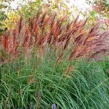 Miscanthus sinensis 'Red Chief' - molnárpántlika