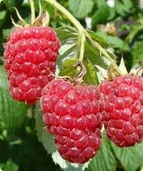 Aroma Queen kont. málna Aroma Queen kont. málna