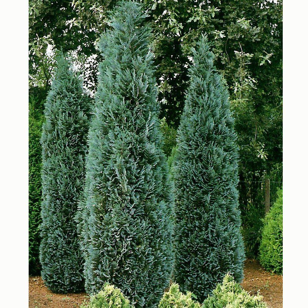 Chamaecyparis lawsoniana Columnaris - Oszlopos hamisciprus, K3