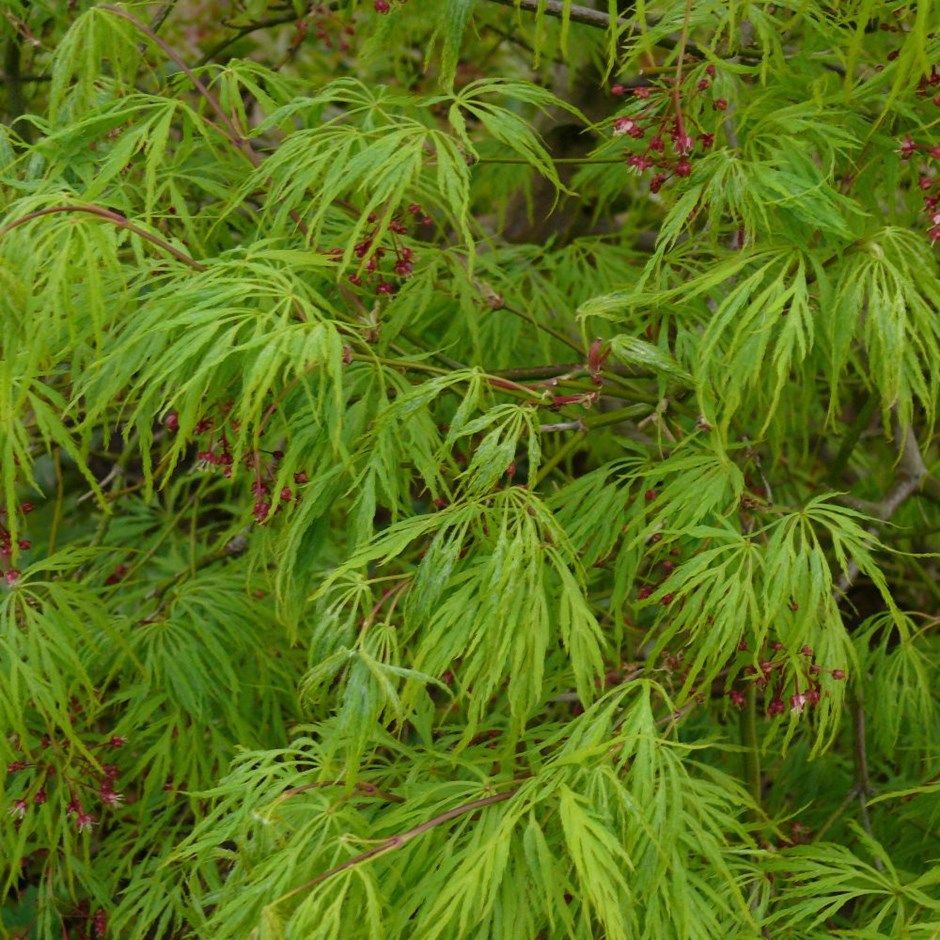 Acer palmatum 'Flavescens' - élénkzöld, szeldeltlevelű japán juhar, K18