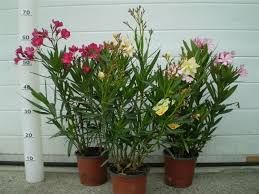 Nerium oleander - Leander 5 l. kont