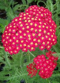 Achillea millefolium 'Paprika' - közönséges cickafark Achillea millefolium 'Paprika' - közönséges cickafark