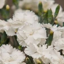 Dianthus plumarius 'Angel of Purity' – tollas szegfű Dianthus plumarius 'Angel of Purity' – tollas szegfű