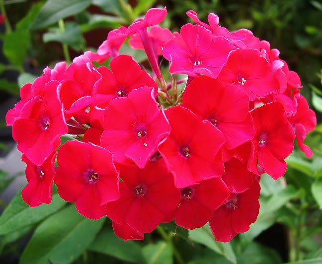 Phlox paniculata 'Red Riding Hood'- bugás lángvirág Phlox paniculata 'Red Riding Hood'- bugás lángvirág