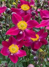 Anemone 'Fantasy Ariel' - szellőrózsa