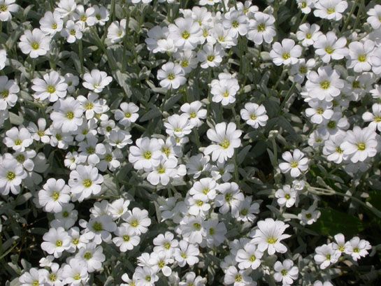 Cerastium tomentosum - Molyhos madárhúr Cerastium tomentosum - Molyhos madárhúr