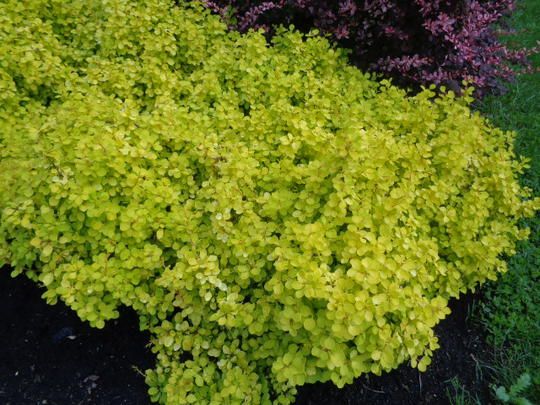 Berberis thunbergii ’Golden Horizon HOHO2 - Sárga lombú borbolya Berberis thunbergii ’Golden Horizon HOHO2 - Sárga lombú borbolya
