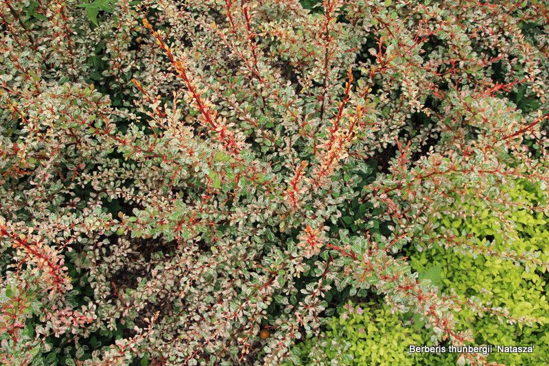 Berberis th. 'Golden Tower' - oszlopos borbolya
