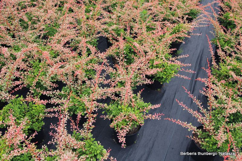 Berberis th. 'Golden Tower' - oszlopos borbolya