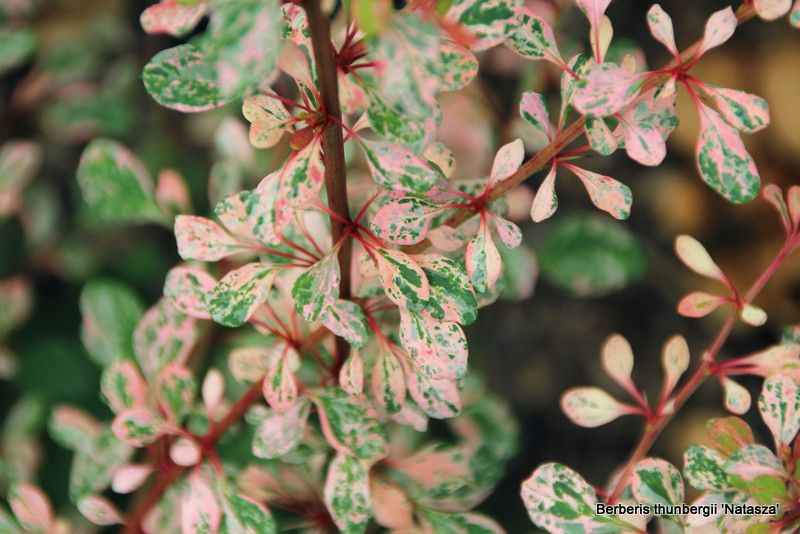Berberis th. 'Golden Tower' - oszlopos borbolya