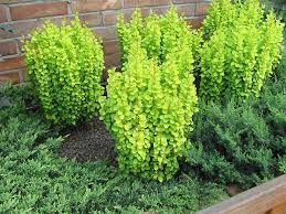 Berberis th. 'Golden Tower' - oszlopos borbolya