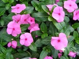 Vinca, Rózsameténg Vinca, Rózsameténg