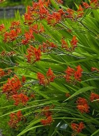 Crocosmia 'Lucifer' - Kerti sáfrányfű Crocosmia 'Lucifer' - Kerti sáfrányfű