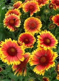 Gaillardia aristata 'Arizona Sun' - Kokárdavirág Gaillardia aristata 'Arizona Sun' - Kokárdavirág