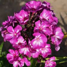 Phlox paniculata 'Sweet Summer Suprise' - Lángvirág Phlox paniculata 'Sweet Summer Suprise' - Lángvirág