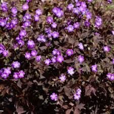 Geranium 'Stormy Night'- gólyaorr