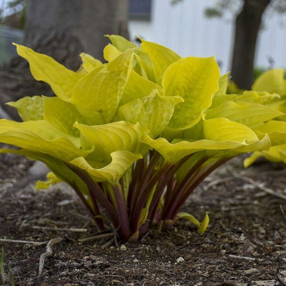 Hosta 'Fire Island' - árnyékliliom