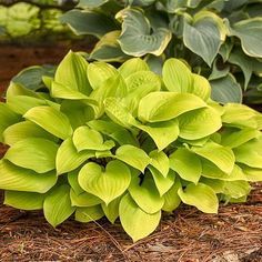 Hosta 'Fire Island' - árnyékliliom