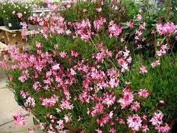 Gaura lindheimeri ' Rosy Jane' - évelő díszgyertya Gaura lindheimeri ' Rosy Jane' - évelő díszgyertya