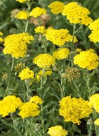 Achillea millefolium 'Desert Eve Yellow' - közönséges cickafark Achillea millefolium 'Desert Eve Yellow' - közönséges cickafark