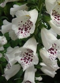 Digitalis purpurea 'Dalmatian White' - Pettyegetett gyűszűvirág Digitalis purpurea 'Dalmatian White' - Pettyegetett gyűszűvirág