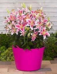 Lilium oriental 'Star Gazer' - keleti liliom