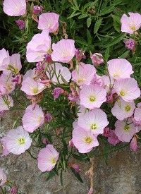 Oenothera speciosa 'Siskiyou' - Pompás ligetszépe