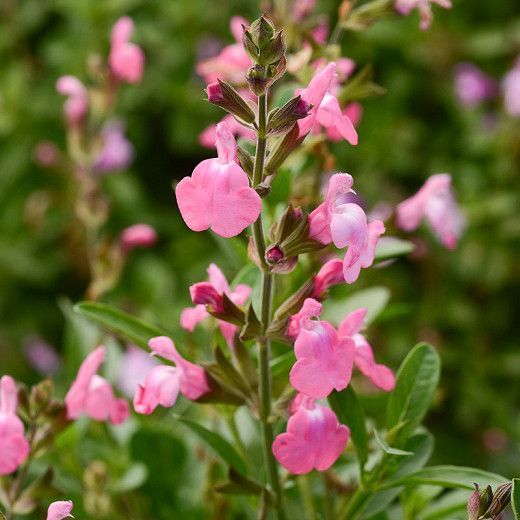 Salvia greggii 'Mirage Pink' - őszi zsálya Salvia greggii 'Mirage Pink' - őszi zsálya