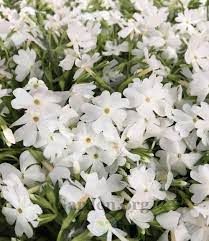Phlox subulata - árlevelű lángvirág cs14 Phlox subulata - árlevelű lángvirág cs14