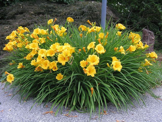 Hemerocallis 'Stella de Oro' - Sásliliom