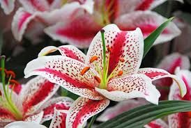 Lilium oriental 'Dizzy' - ázsiai hibrid liliom Lilium oriental 'Dizzy' - ázsiai hibrid liliom