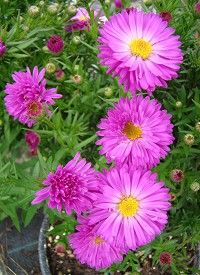 Aster dumosus 'Amethyst' - törpe őszirózsa