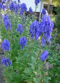 Aconitum charmichaelii 'Arendsii' - Őszi sisakvirág Aconitum charmichaelii 'Arendsii' - Őszi sisakvirág